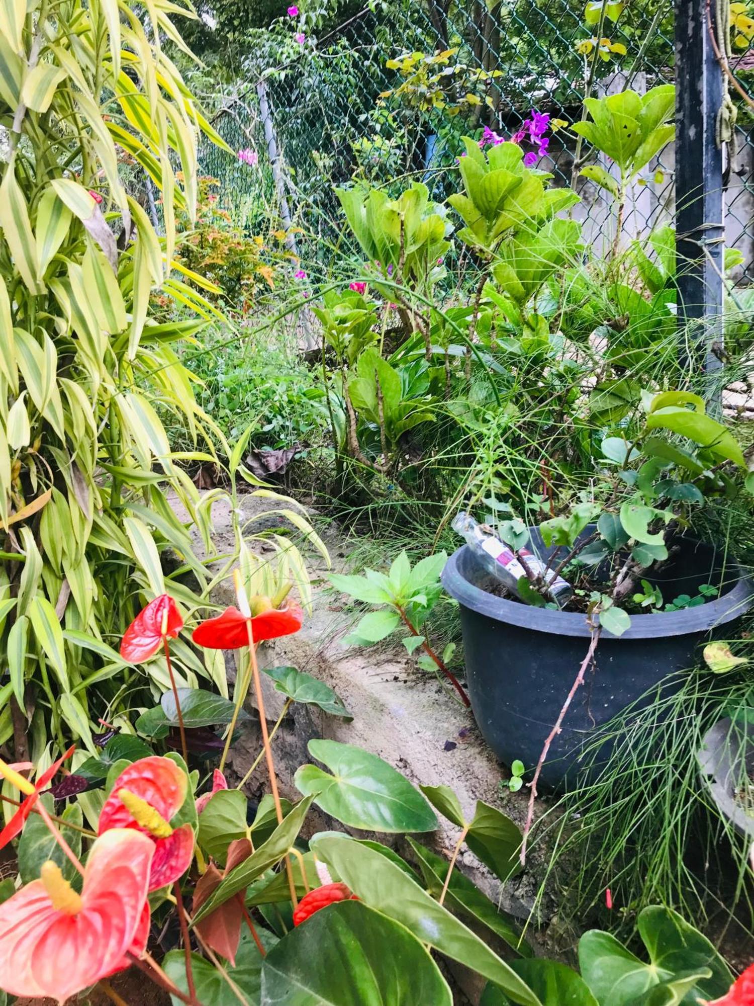 Cinnamon Homestay エッラ エクステリア 写真