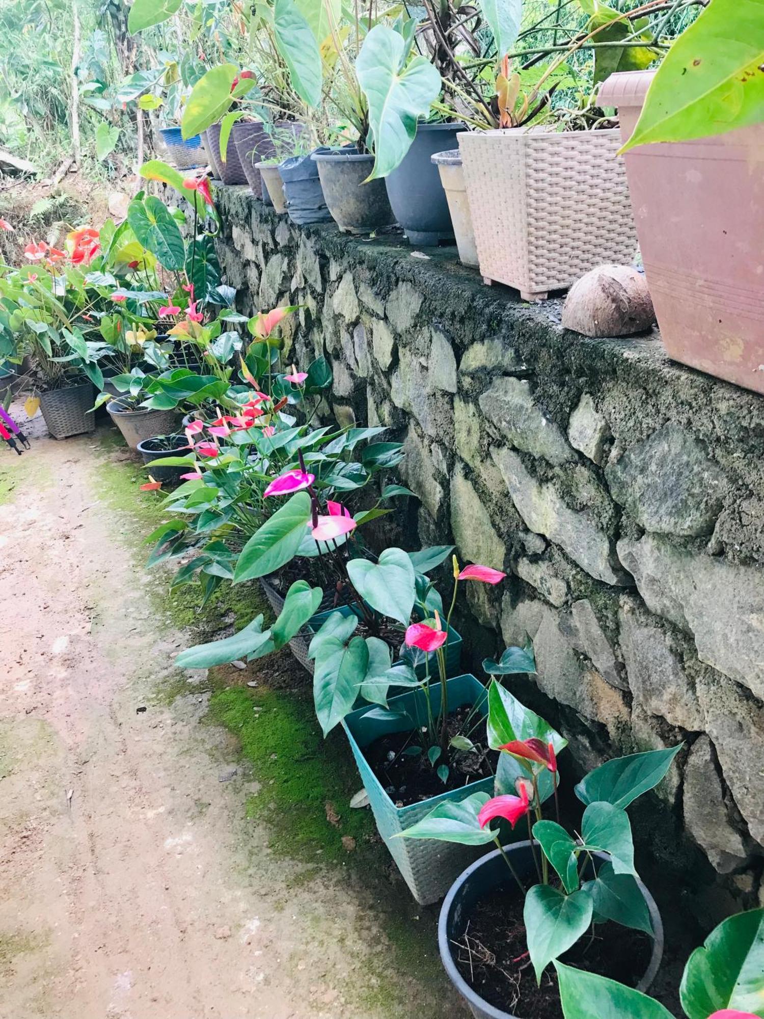 Cinnamon Homestay エッラ エクステリア 写真