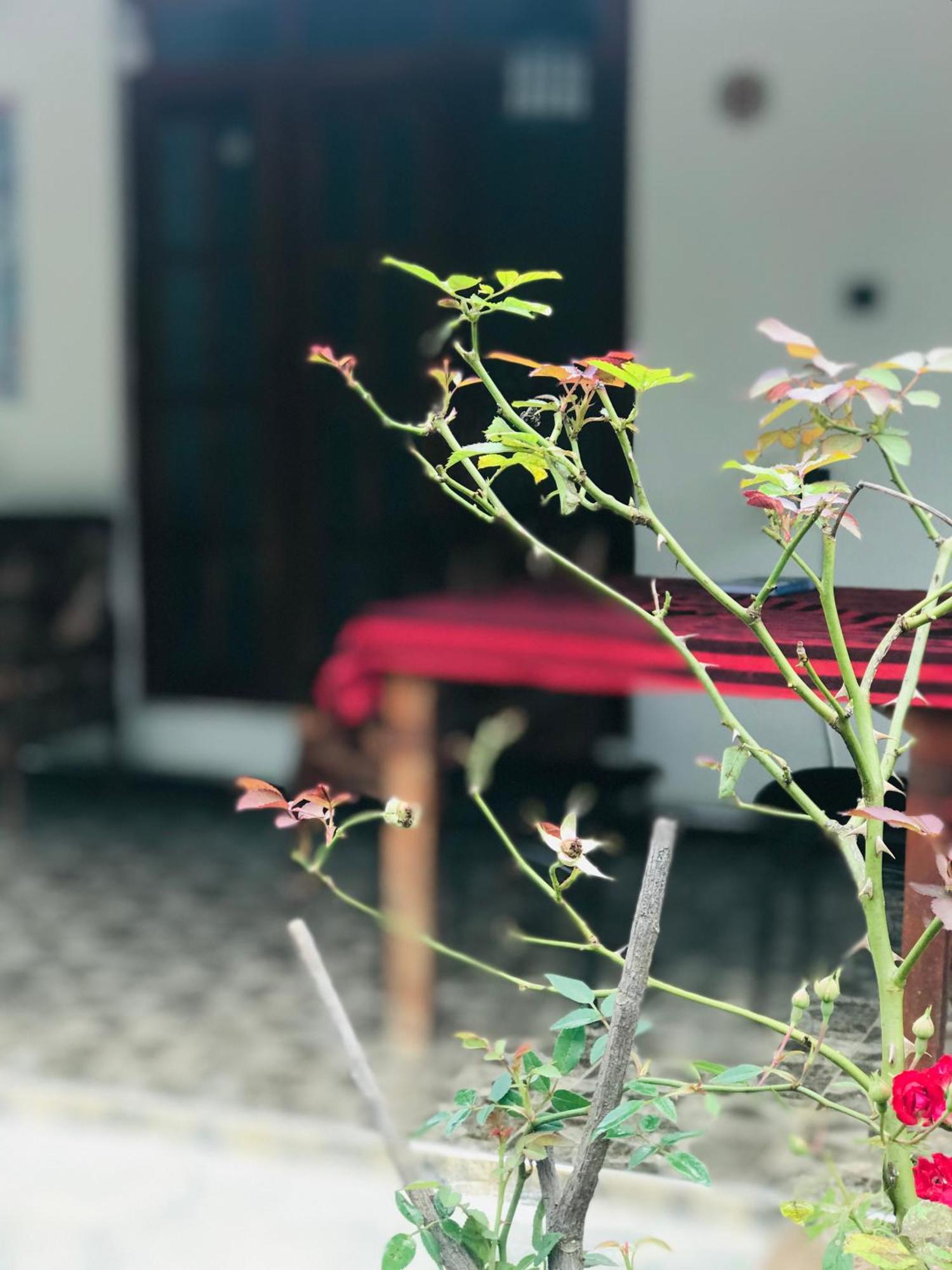 Cinnamon Homestay エッラ エクステリア 写真