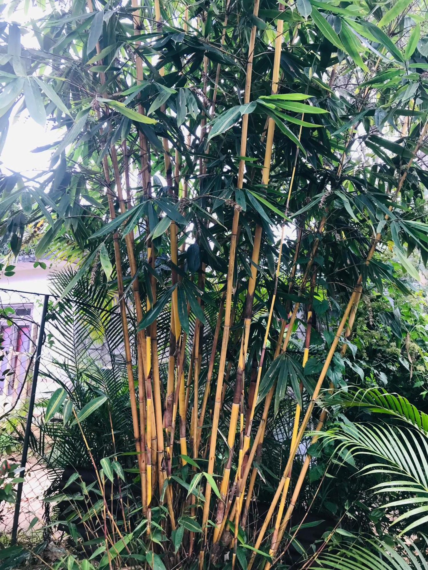 Cinnamon Homestay エッラ エクステリア 写真