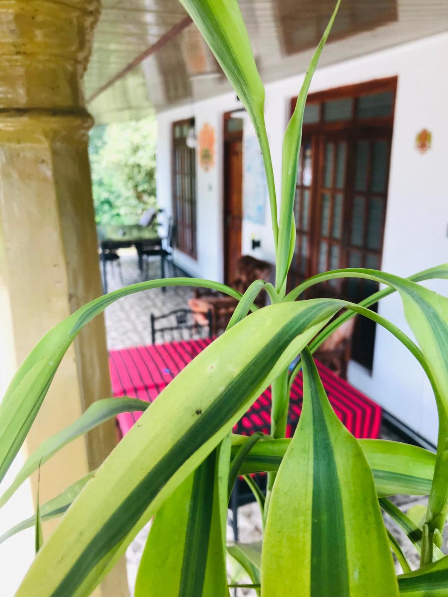 Cinnamon Homestay エッラ エクステリア 写真